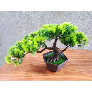 Chậu cây bonsai trang trí tết