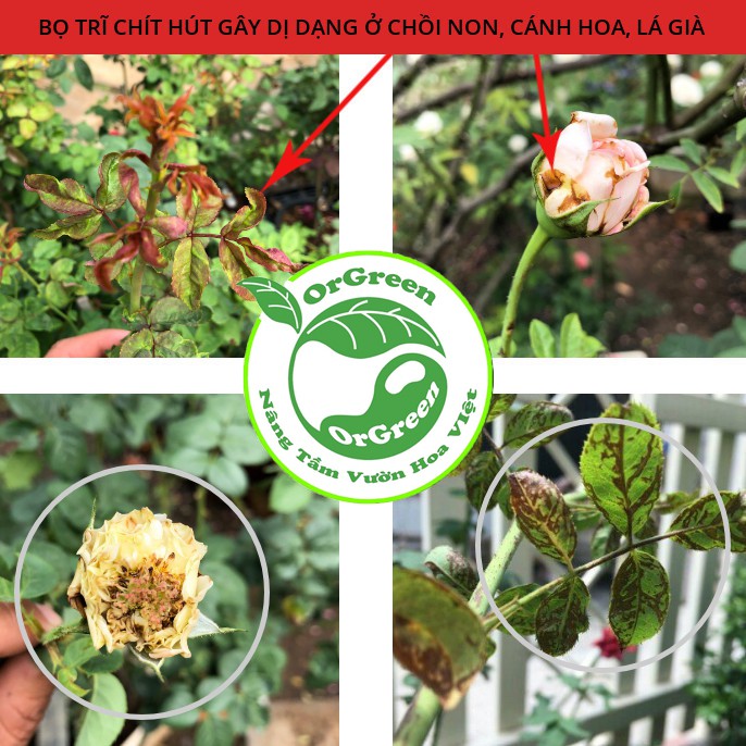 500ml OrGreen Sâu Hại Hoa Hồng - Chế phẩm sinh học công nghệ Nhật Bản - Chế phẩm sinh học dành cho hoa hồng