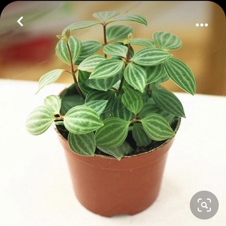 Cây "Hột Xoàn"-Peperomia puteolata chậu nhỏ