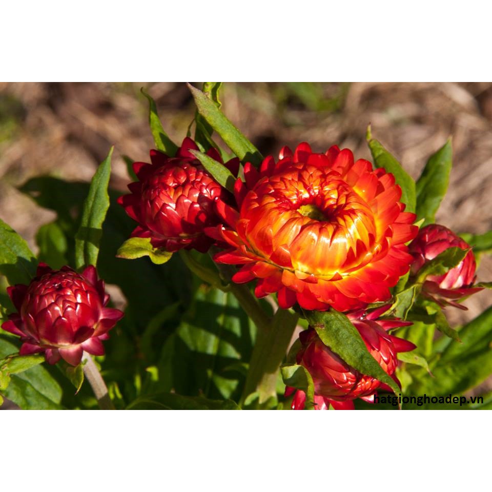 Hạt giống hoa cúc bất tử F1 Loại mix nhiều màu dễ trồng dễ chăm sóc hoa nở đẹp [ Gói 50gram,100gram,200gram]