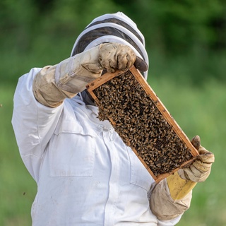 Mật ong nguyên chất hoa cà phê Bees (300ml / 500ml / 1000ml)