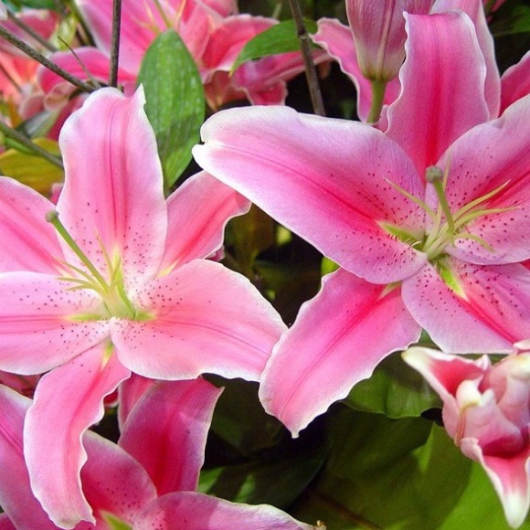 Củ ly cao Hà Lan thơm siêu hoa mix đủ màu