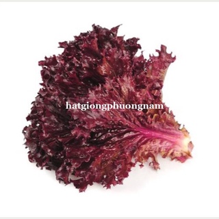 0,5GR - HẠT GIỐNG XÀ LÁCH TÍM