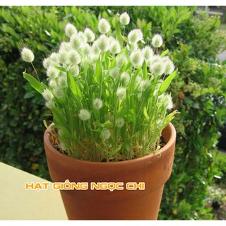 Hạt Giống Hoa Cỏ Đuôi Thỏ - 100 Hạt