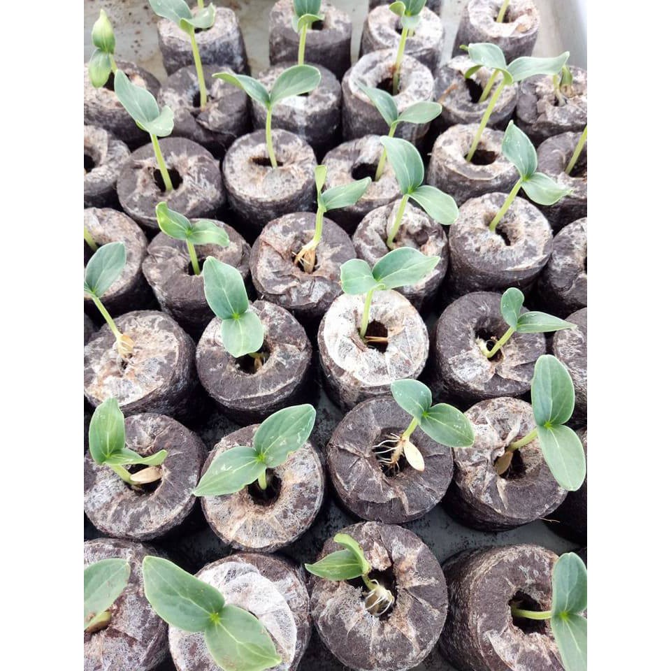 100 Viên nén xơ dừa ươm cây, Viên nén cám mụn dừa ươm hạt, Viên nén ươm cây non
