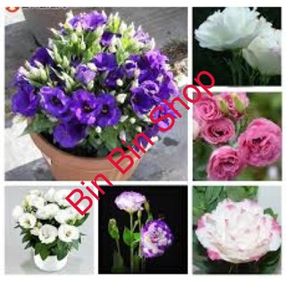 Hạt giống hoa cát tường mix nhiều màu - 5 hạt
