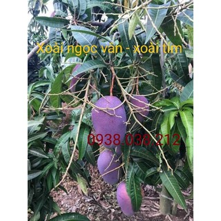 CÂY GIỐNG XOÀI NGỌC VÂN ( XOÀI TÍM )