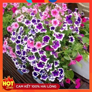 Hạt giống Hoa Dạ Yến Thảo Viền Nhiều Màu