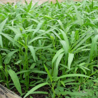 Hạt Giống Rau Muống Lá Tre - 50 gram