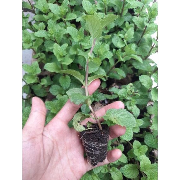 Cây giống rau gia vị húng lủi ( húng chũi) ươm vỉ như hình tp Hcm