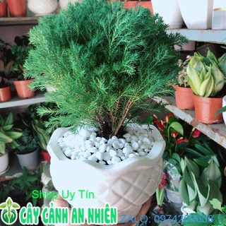 Chậu cây tùng bồng lai