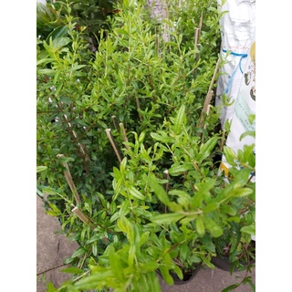 Cây Lựu Ấn Độ