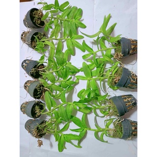 LAN PHI ĐIỆP 5 CT HỌNG TÍM 10cm
