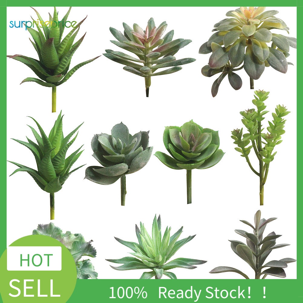 Cây mọng nước giả trang trí nhà cửa/ quán cafe DIY