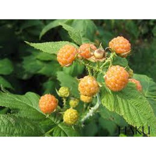 Chậu cây giống trái mâm xôi Vàng - Phúc Bồn Tử (Gold Raspberry) - Cây cao 15-20cm đã trồng ổn định, sắp ra hoa