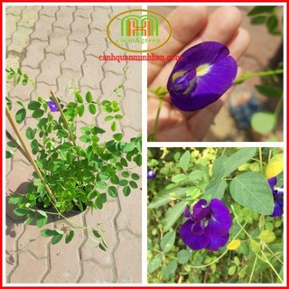 Cây hoa đậu biếc hoa ướp trà uống đẹp da mướt tóc