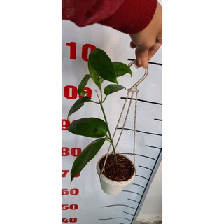 Lan cẩm cù - số 03