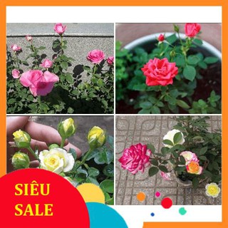 Hạt Giống Hoa Hồng Tỉ Muội Mix Nhiều Màu (30 Hạt) - [MUA 3 TẶNG 1 CÙNG LOẠI] -
