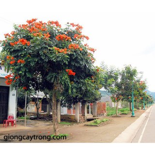hoa phượng lửa(phượng hoàng đỏ)