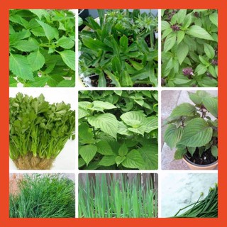 Combo 9 gói hạt giống rau thơm dễ trồng - Tặng gói phân bón