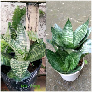 Cây lưỡi hổ lùn