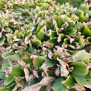 Địa Liền 1kg tươi