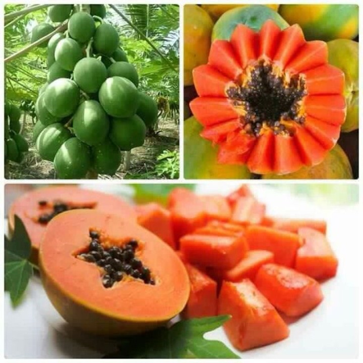 Hạt giống đu đủ lùn quả dài 30 hạt