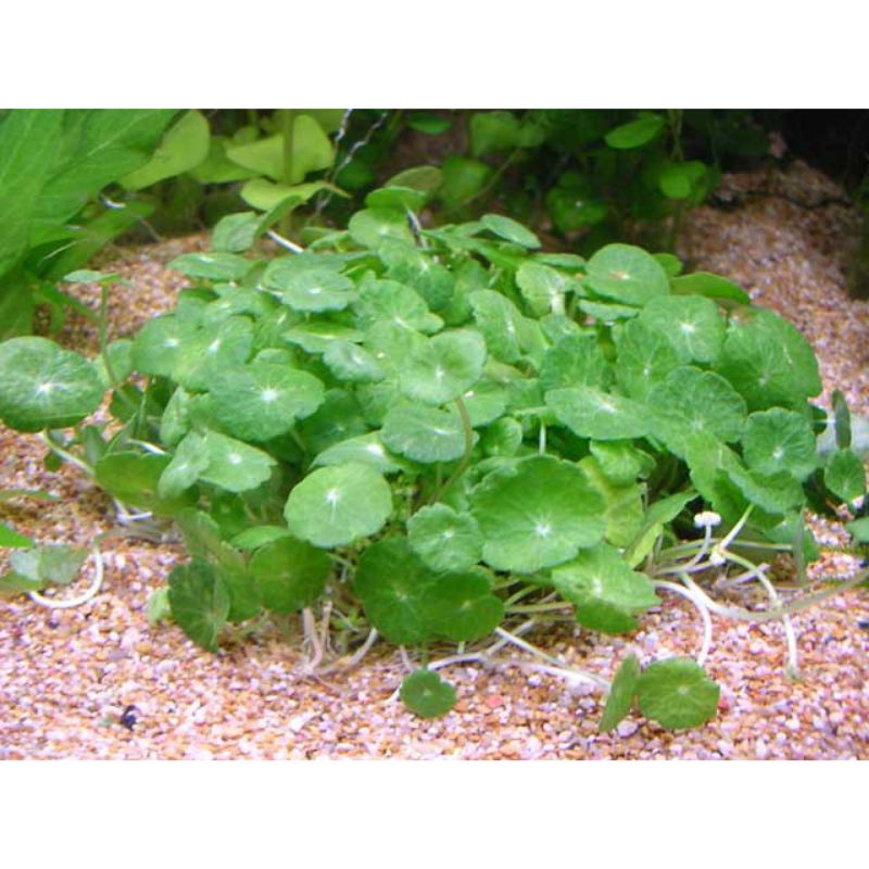 Sen dù thủy sinh 20 nhánh