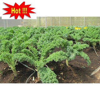 Hạt giống Cải lá Xoăn xanh Kale
