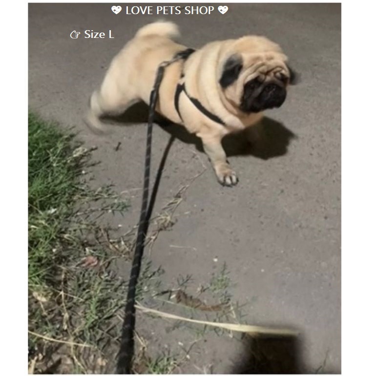 BỘ DÂY DẮT CHÓ PHẢN QUANG KÈM YẾM, DÂY XÍCH CHÓ -  LOVE PETS SHOP