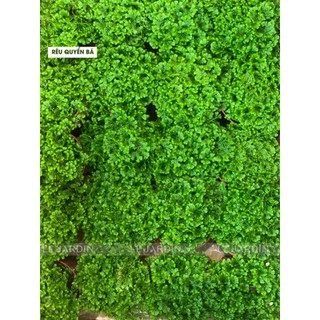 Rêu Quyển Bá - Siêu Xanh, siêu hiếm set up terrarium, bán cạn, tiểu cảnh, hàng siêu khỏe