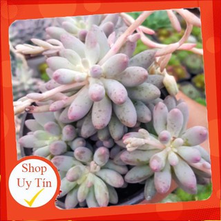 Sen đá baby finger bụi🍏 |freeship| 🔥 xứ nóng, đã thuần khí hậu, khoẻ đẹp 🍏 lỗi 1 đổi 1