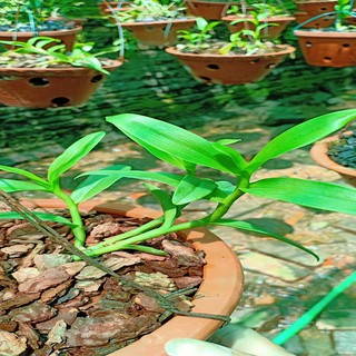 Hoa lan (phi điệp) ám cổ văn giang