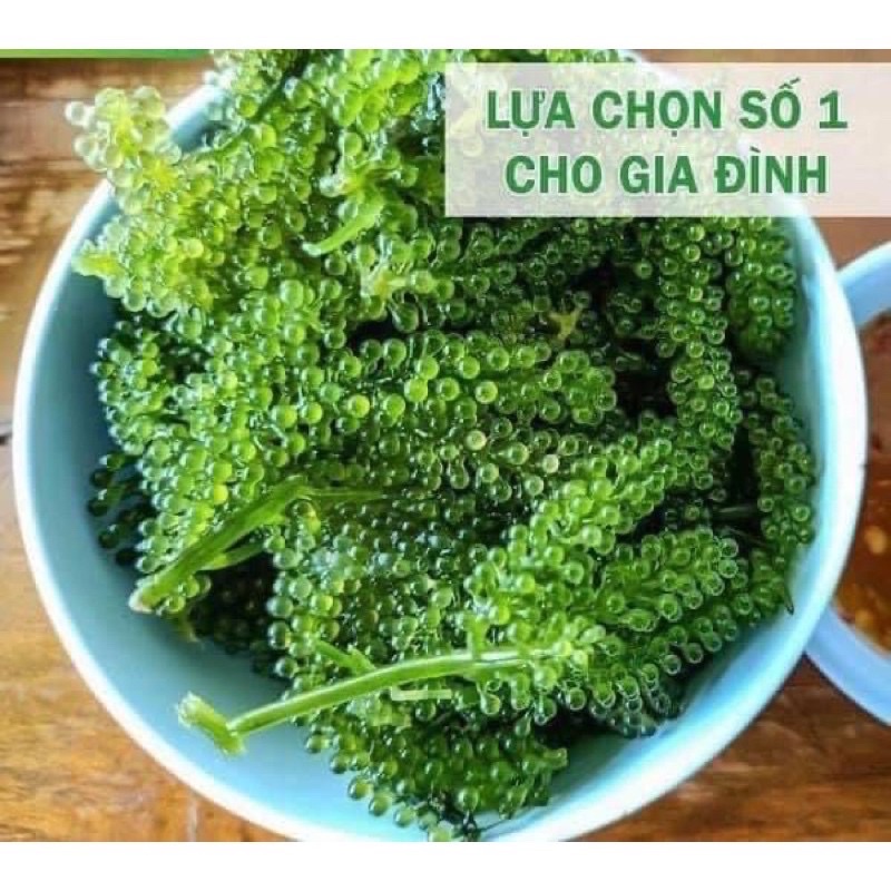 [Rẻ Vô Địch] Gói Dùng Thử Rong Nho Tách Nước Khánh Hoà Cao Cấp Giòn Ngon Sật Sật, Không Tanh