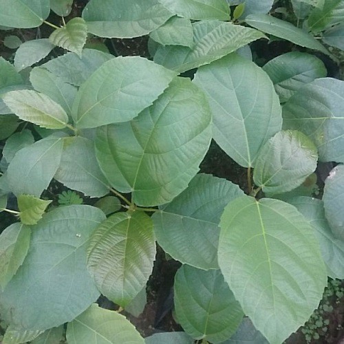 Cây vả giống