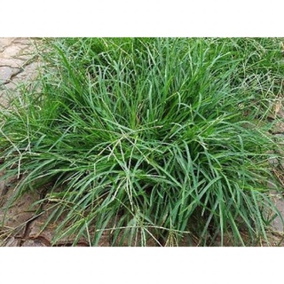 cỏ mần trầu tưoi