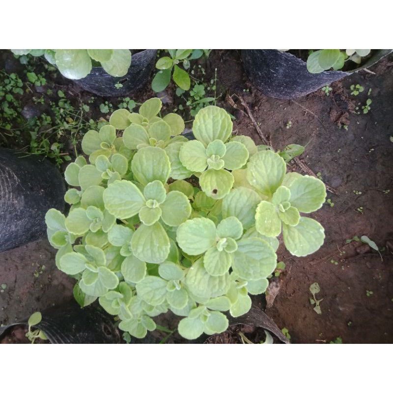 Cây nhất mạt hương