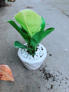 Chậu Cây Trầu Bà Đế Vương
