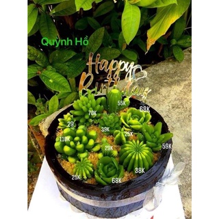 combo set 11 cây sen đá xương rồng