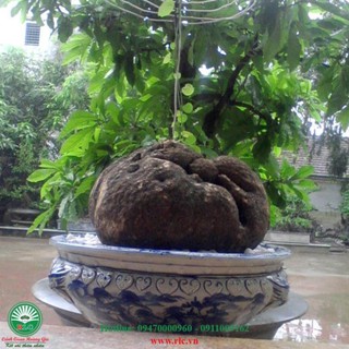 Củ Bình Vôi