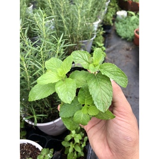 Bạc Hà Âu (cây giống nhỏ)