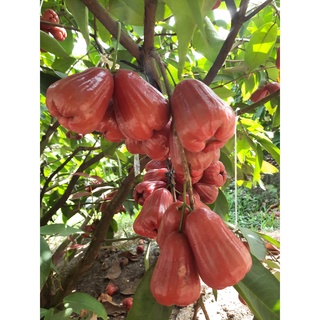 Cây Giống mận Đường Thái Lùn