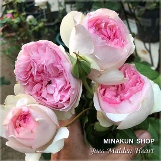 Hoa hồng ngoại Yves Maiden Heart - MinaKun Shop
