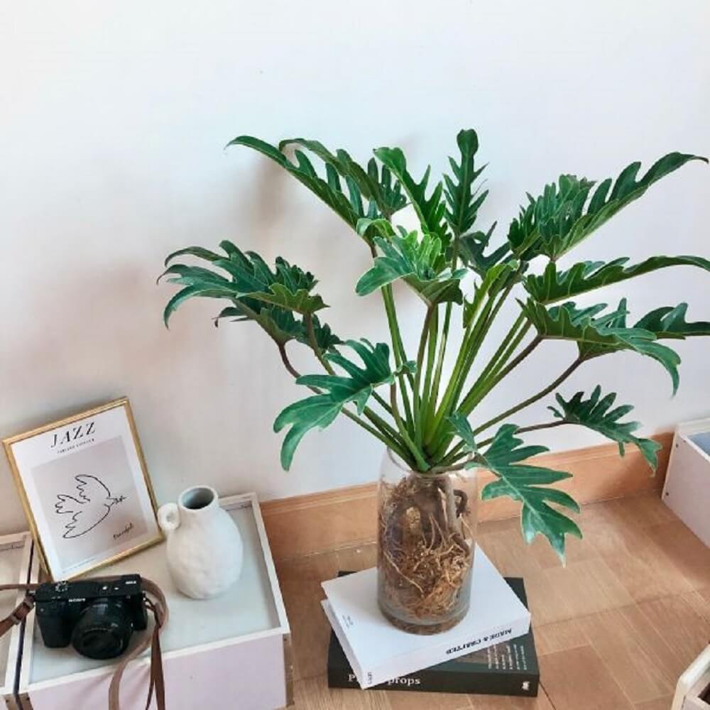 Cây Philodendron xanadu (Trầu Cánh Phượng) chậu nhựa