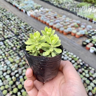 Sedum Hoa Hồng Xanh