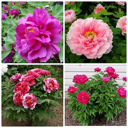 Hạt Giống Hoa Mẫu Đơn F1 Loại mix màu dễ trồng kháng sâu bệnh Hoa Nở Siêu Đẹp [ Gói 50gram,100gram,200gram]