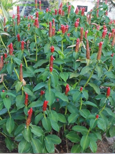 Cây hoa phúc lộc thọ
