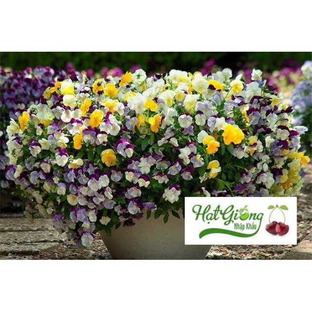 100 hạt giống hoa pansy mix màu LINH NGOC