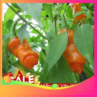 Hạt Giống Ớt Peter - 5 Hạt [ Tặng bộ dụng cụ làm vườn Mini 3 món ] VIETGAR