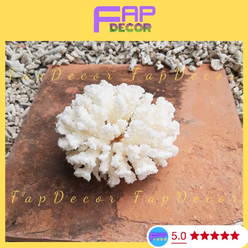 Chùm Bông Rạn Biển Siêu Xinh Trang Trí Hồ Cá, Làm Thủy Sinh, Làm Chùm Bông Để Bàn, Decor Nhà Cửa - FapFood